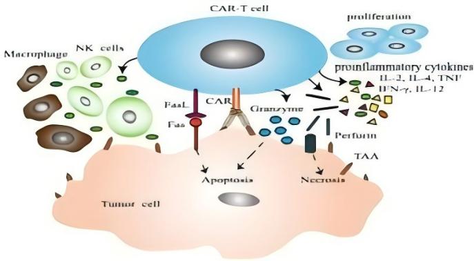 Schematic showing the design of liposomes for CRISPR/Cas9 gene editing applications.